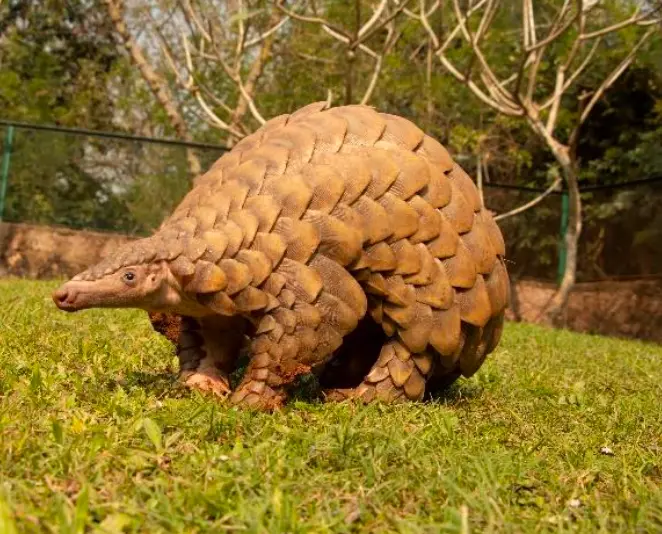 Indian Pangolin IUCN Endangered